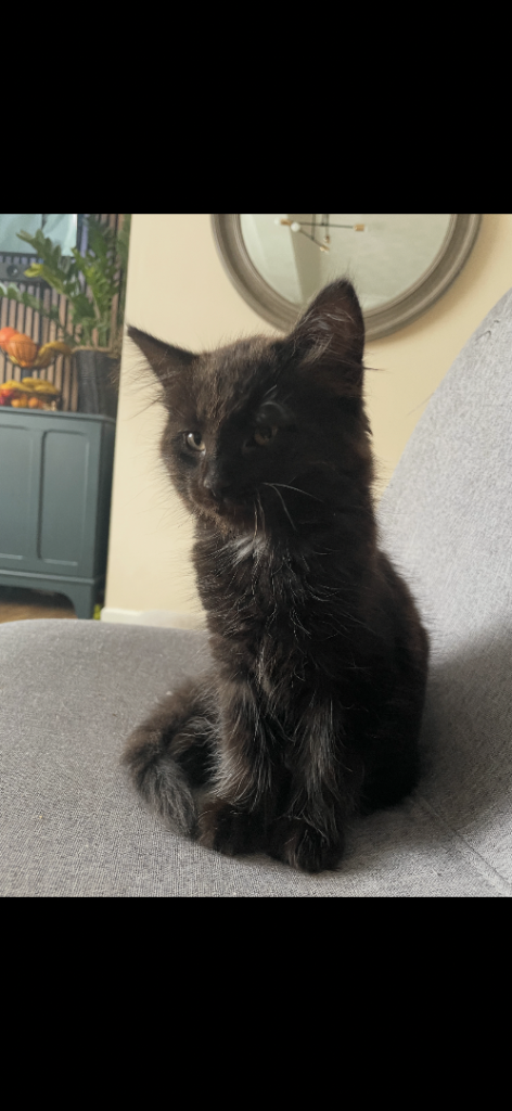 Male kitten