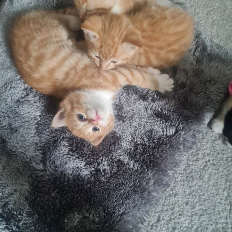 Kitten