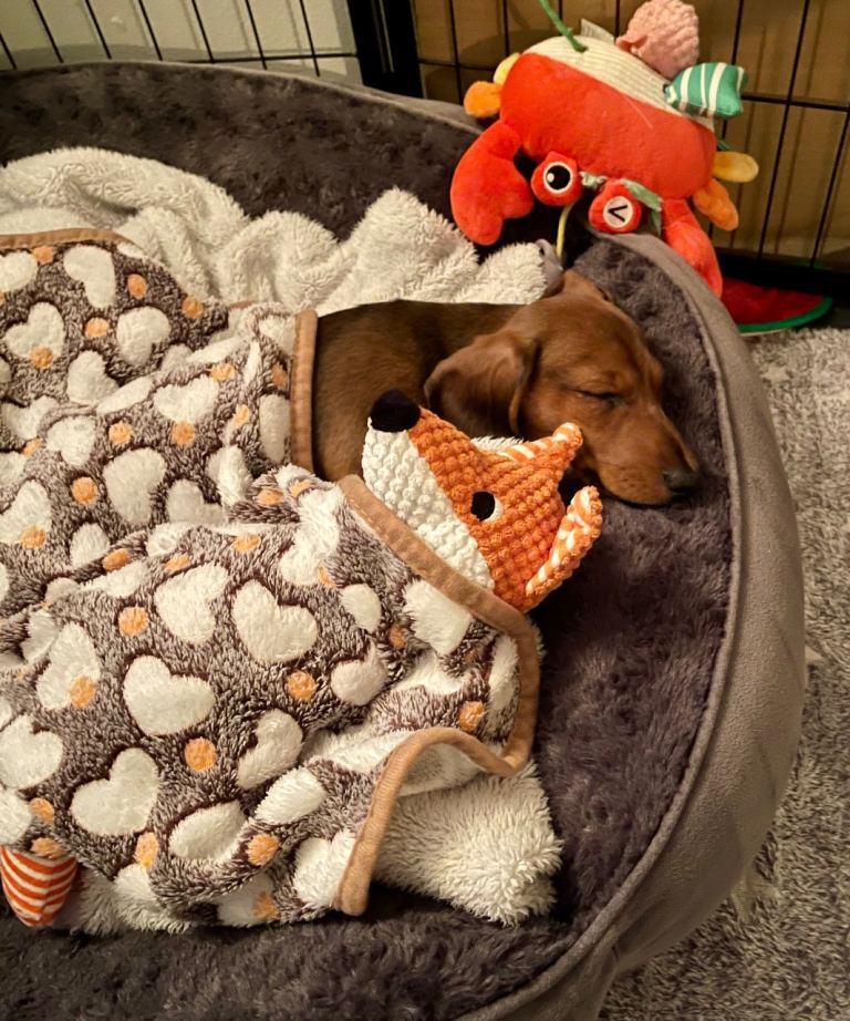 Miniature Dachshund Puppies 