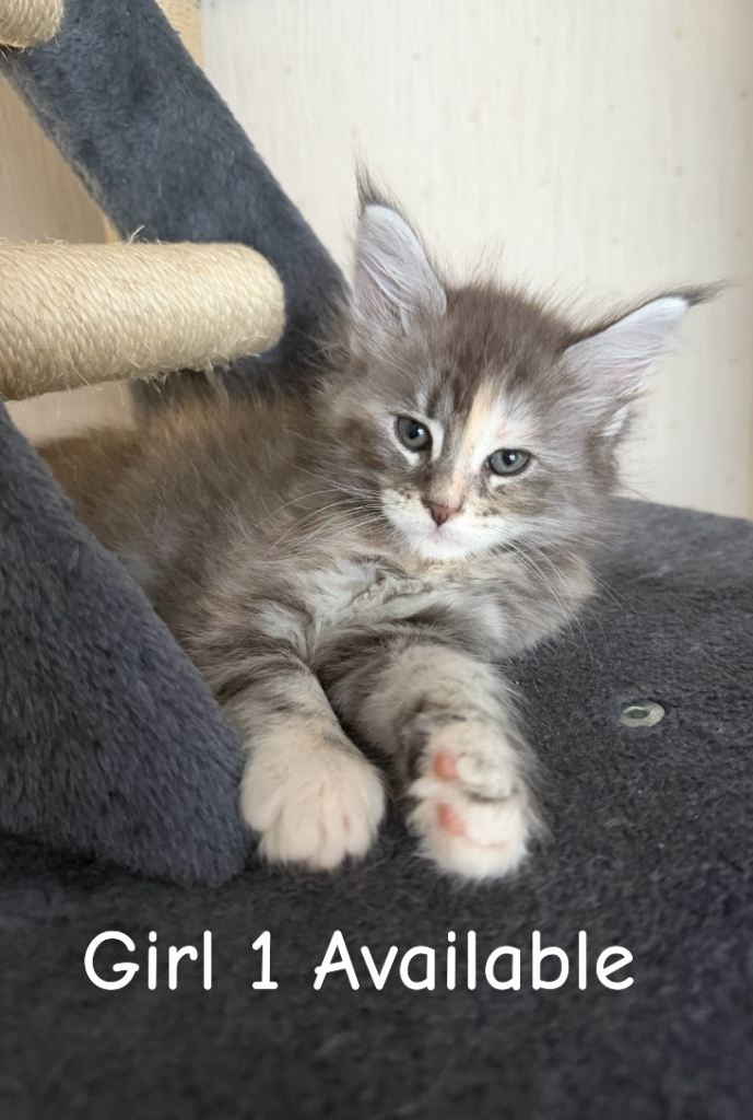Maine coon kittens 