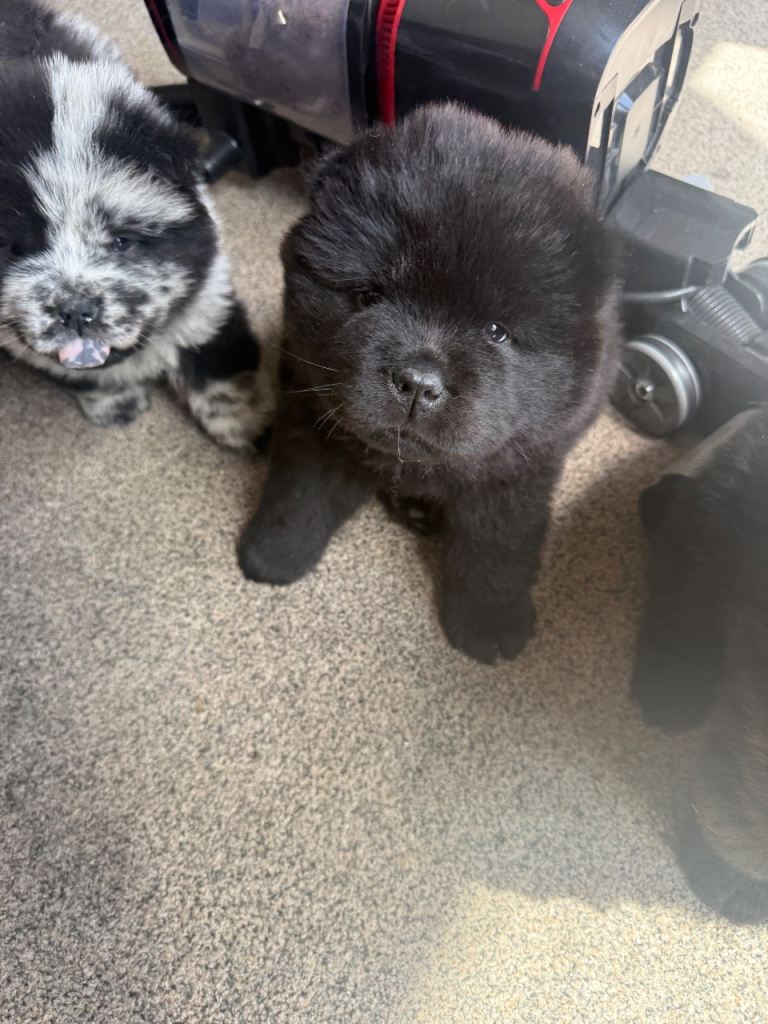 Chow chow puppies 3 female Merle & black chows looking for their forever home