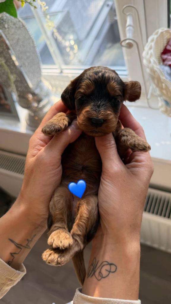 Beautiful f1 cockapoo’s 
