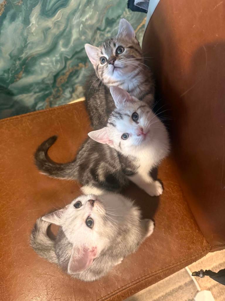 Small kittens 