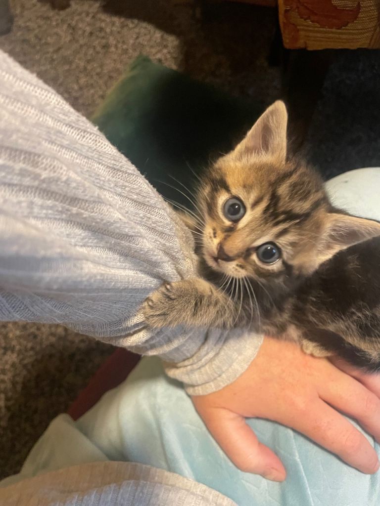 Adorable Kittens Looking for Their Forever Homes