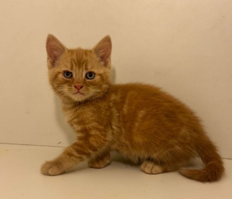 Our sweet baby kitten ginger boy cat looking for home