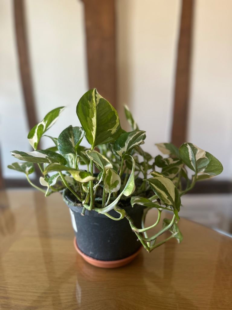 Pothos n’joy