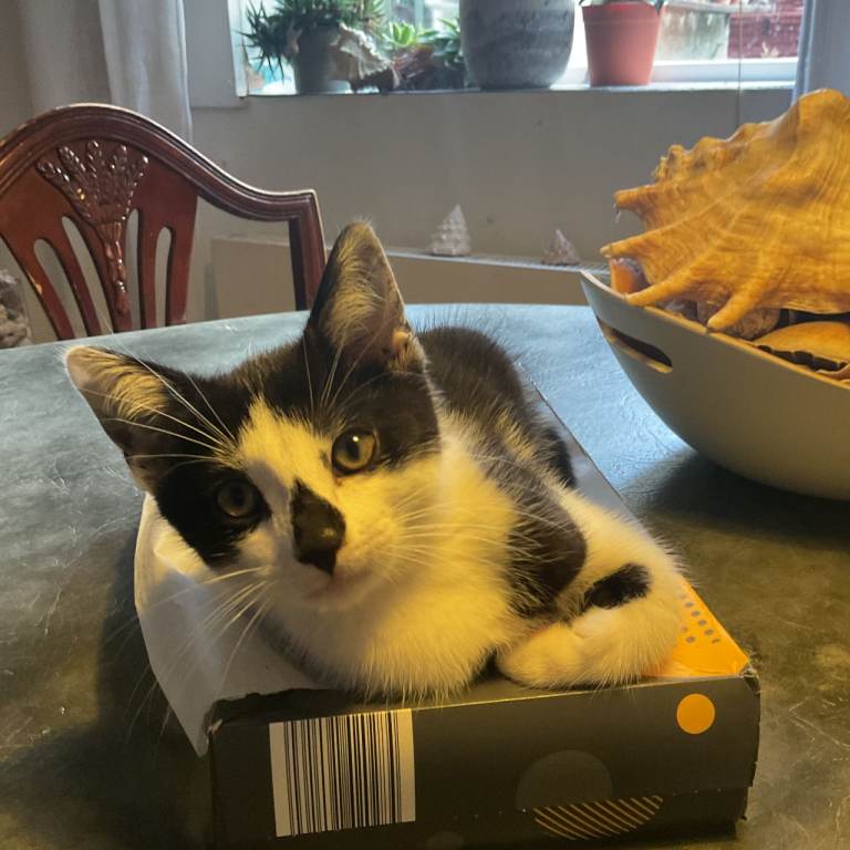 Female Kittens for Sale. Ready Now for Loving Homes  
