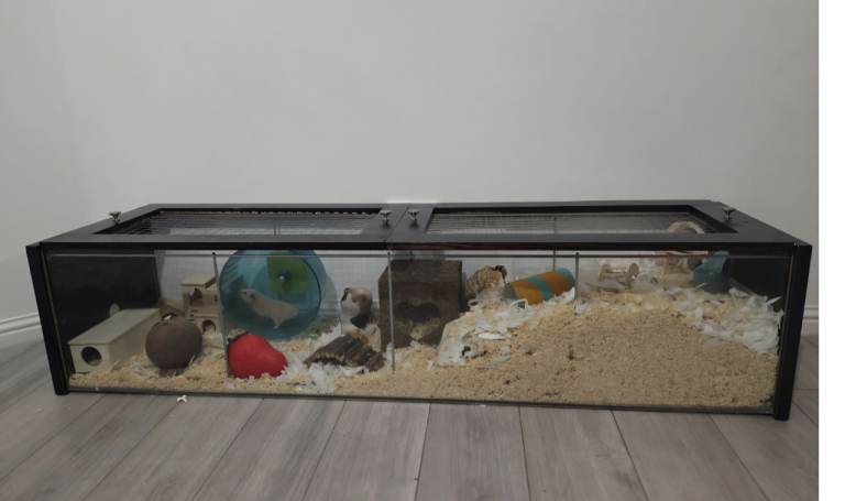 Free Hamster cage