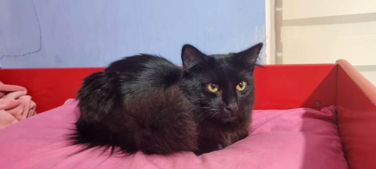 Beautiful Black Norwegian Forest Cat - Adult