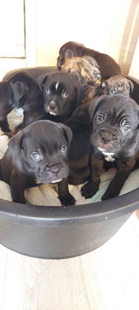 Cane Corso cross American bulldog puppy's 