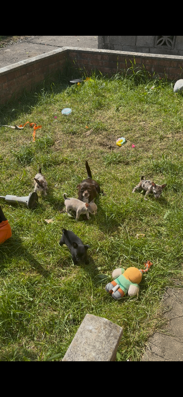 Only 2 left!!Ready in 9 dayschihuahua pups
