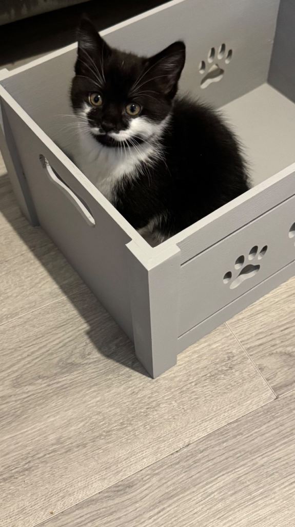3 Adorable Persian-Cross Kittens – Ready from 27 October