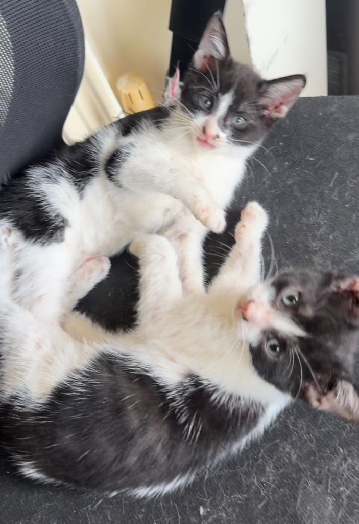 Kittens (3 left) 