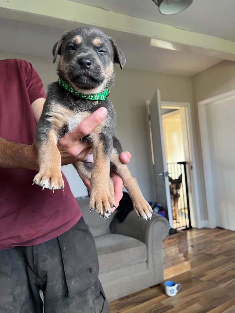 Staffy x gsd pups 