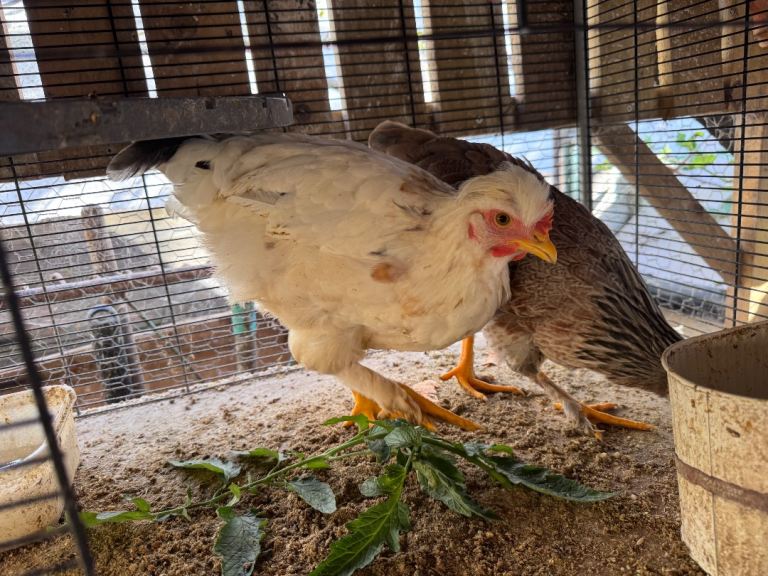 Chicken Cage for Small Birds or Poultry