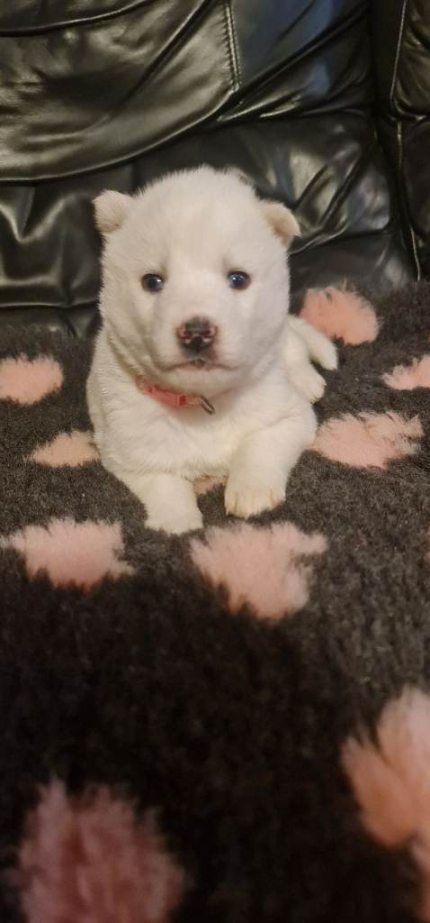 Outstanding Pure Siberian Husky Puppies 