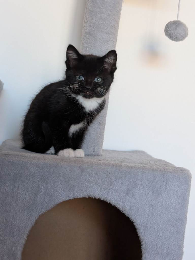 Kitten looking for furever home 🖤
