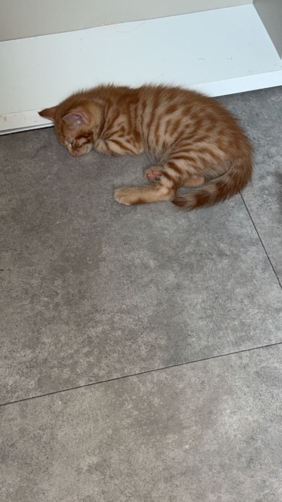 One male for sale 