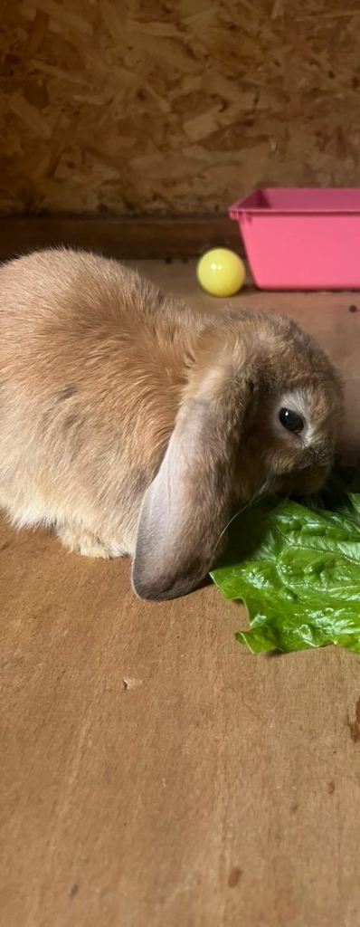 One mini lop bunny