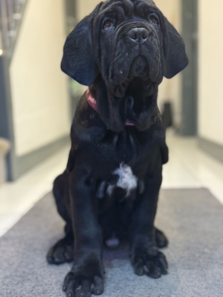 3 Neapolitan mastiff black female puppies Newcastle 