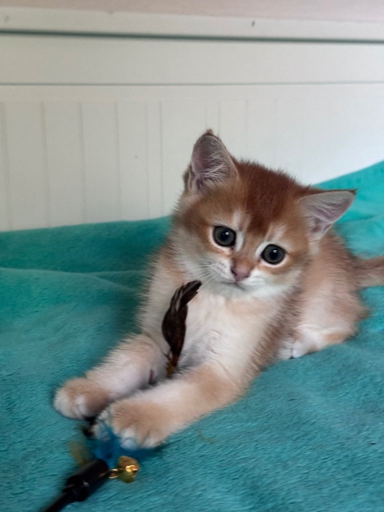🐾Beautiful Golden British Shorthair Male Kitten💖
