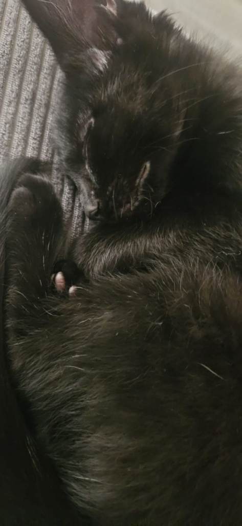 Kittens 