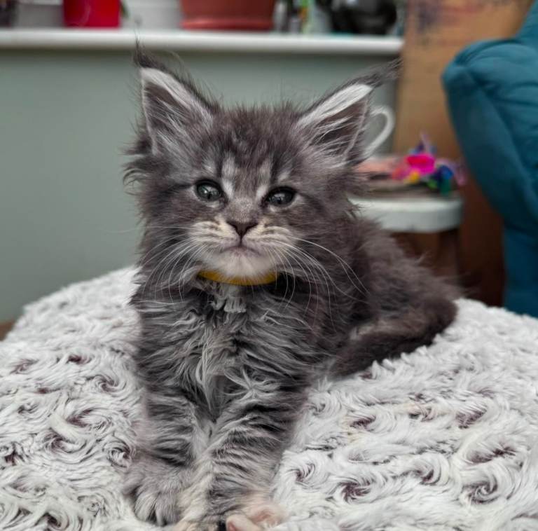 Maine coon kittens for sale 