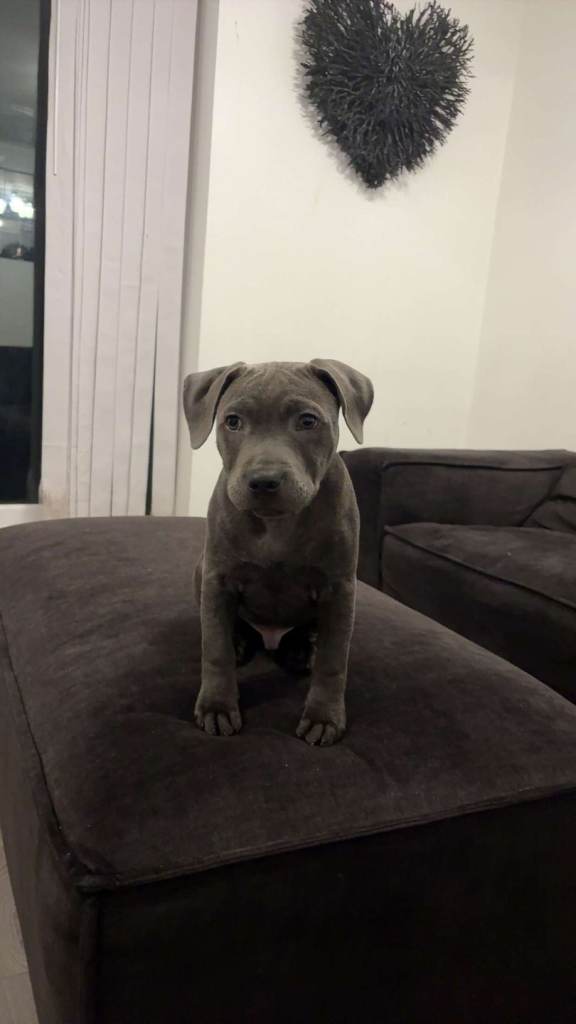 Blue Staffordshire bull puppy