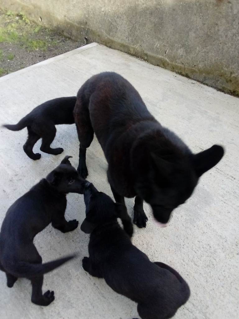 3 black Female German shepherd pups 