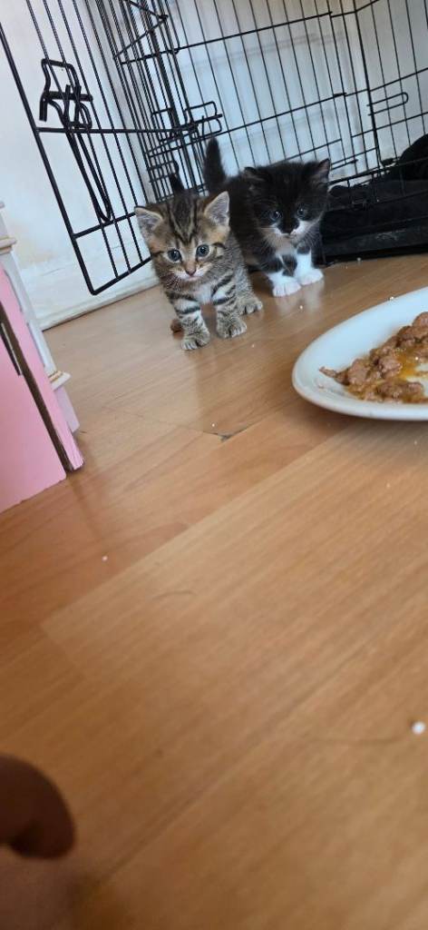 Kittens for sale