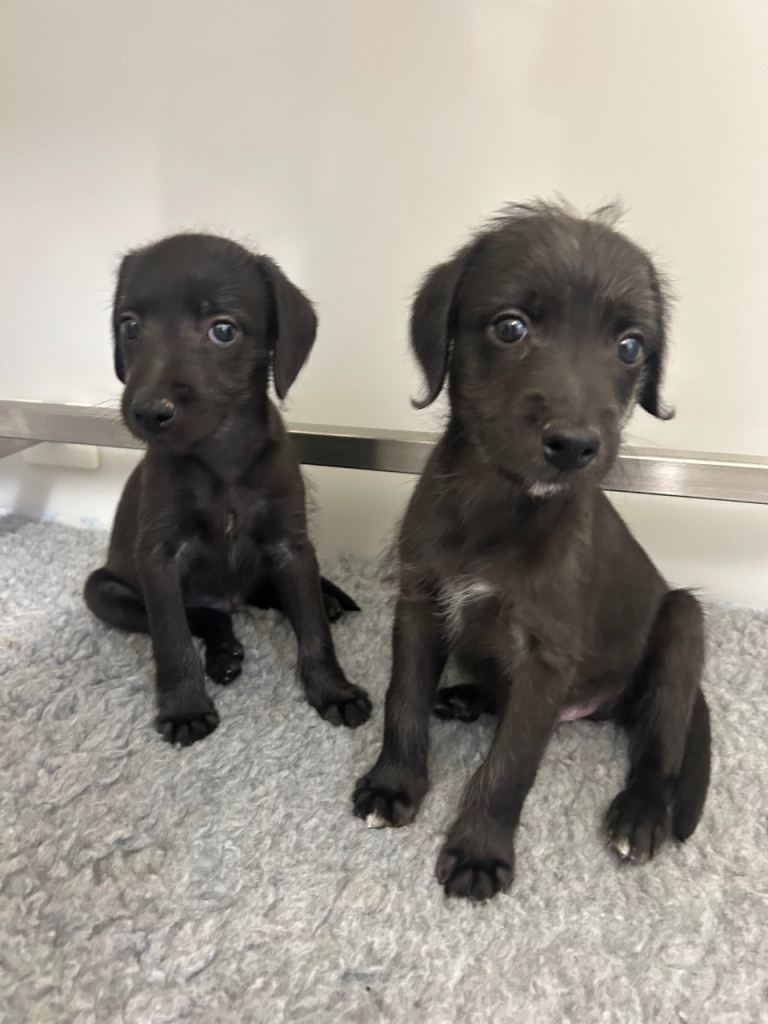 GENUINE BEDDY WHIPPETS 2 BOYS LEFT