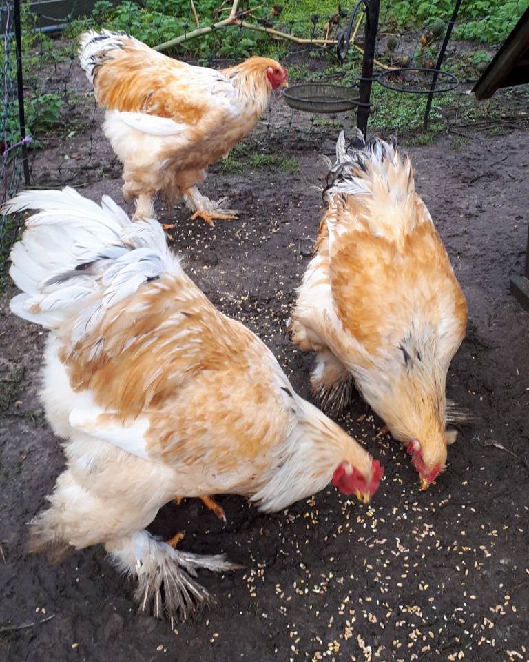 Lemon Pyle Brahma Cockerels (Large Fowl)