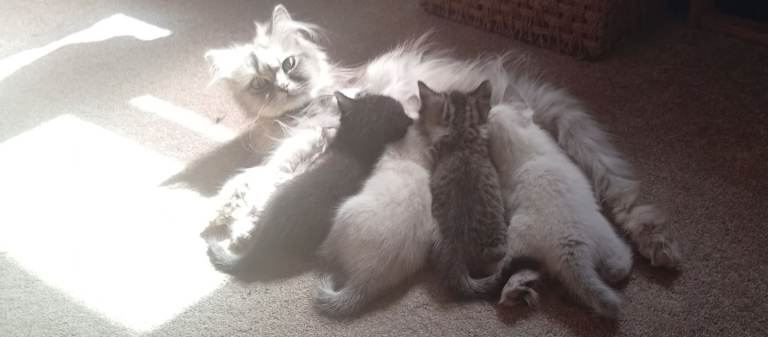 Chinchilla Persian x British Shorthair 