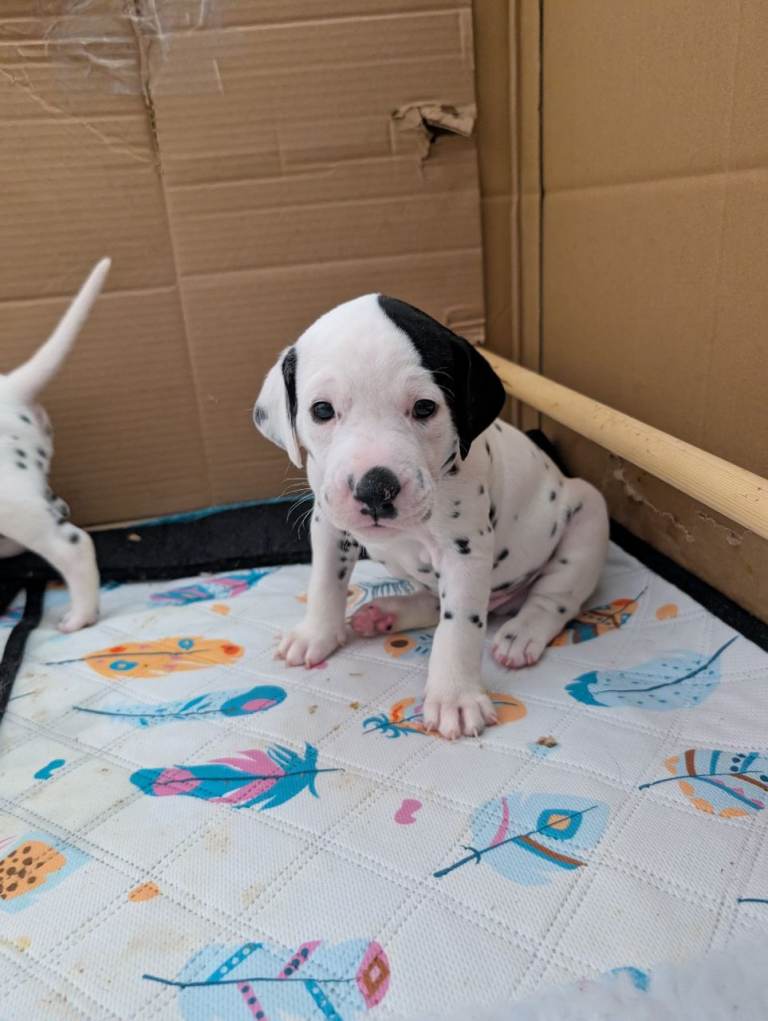 Dalmatian puppies 
