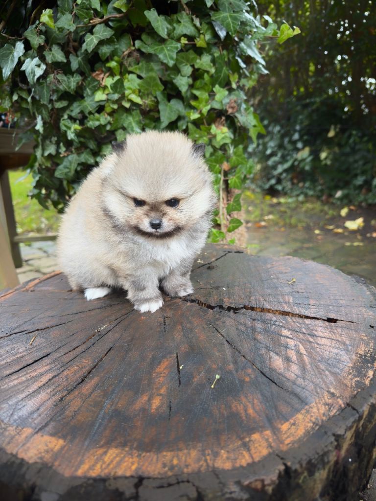 Mini Pomeranian KC registered 
