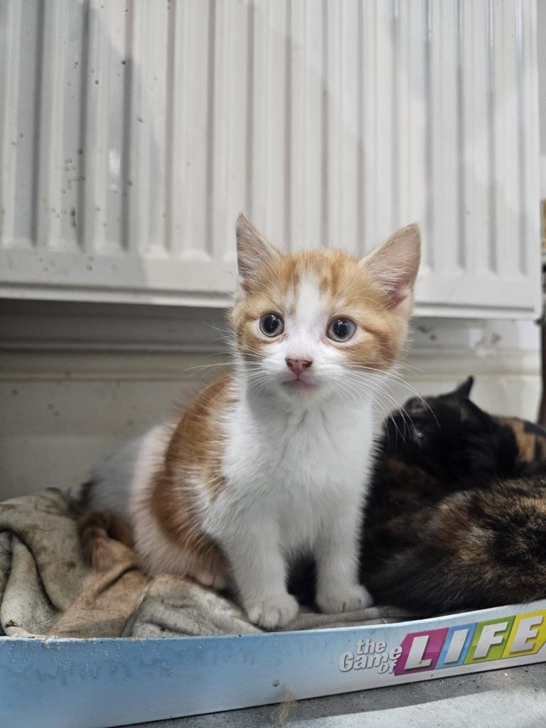 Gorgeous Freindly kittens Range of colours