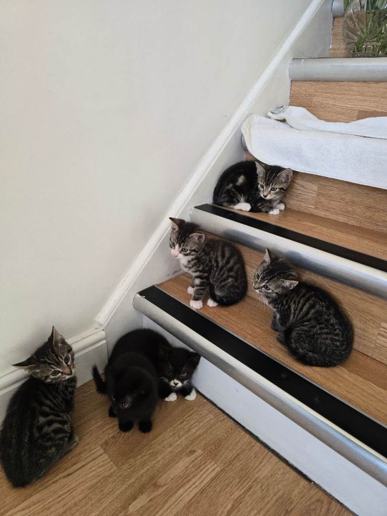 Adorable Kittens Looking for Loving Homes new home for cat