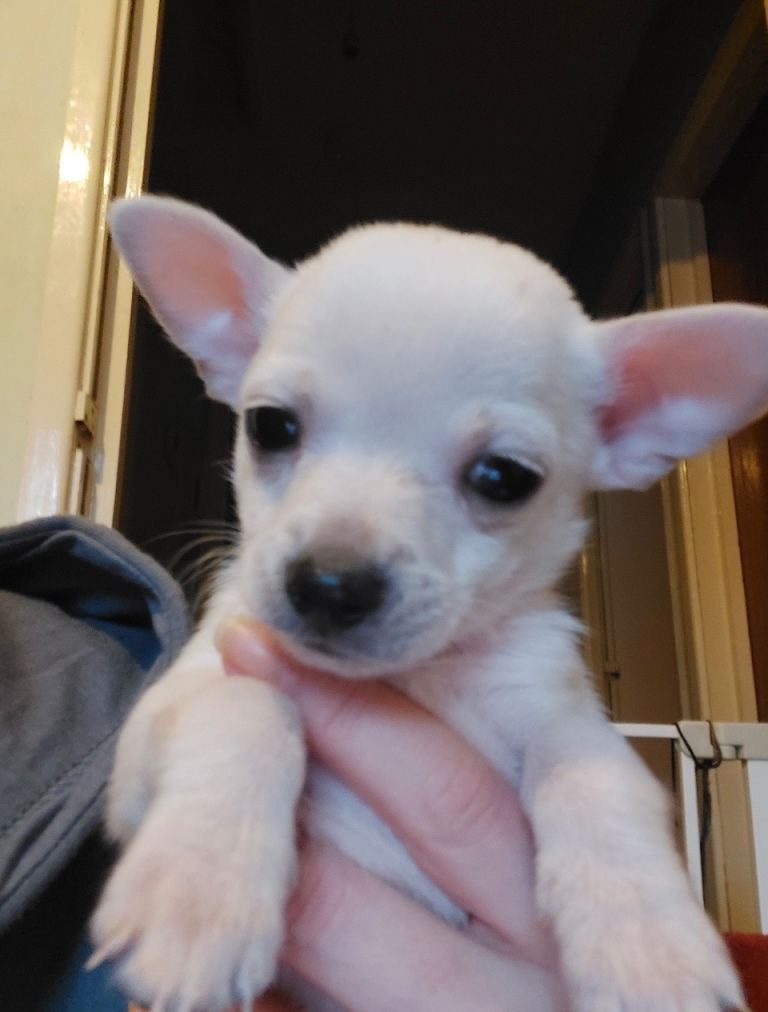 Ready to go now baby chihuahuas 