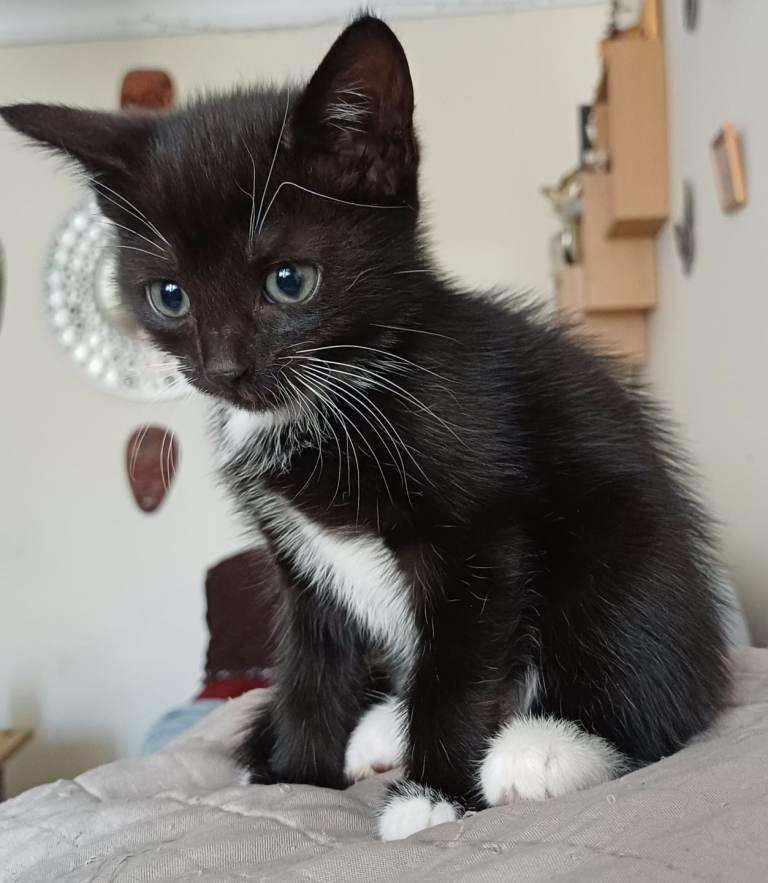 Kittens Ready for Their Forever Homes! 🐾