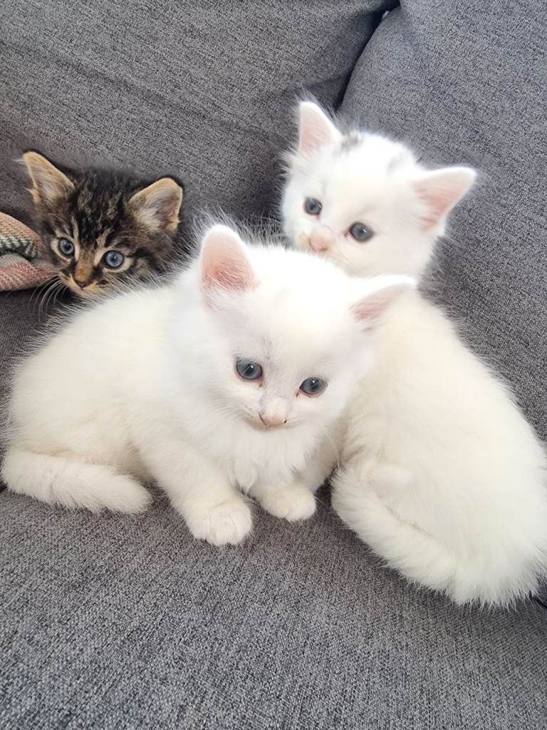 Kittens for sale 