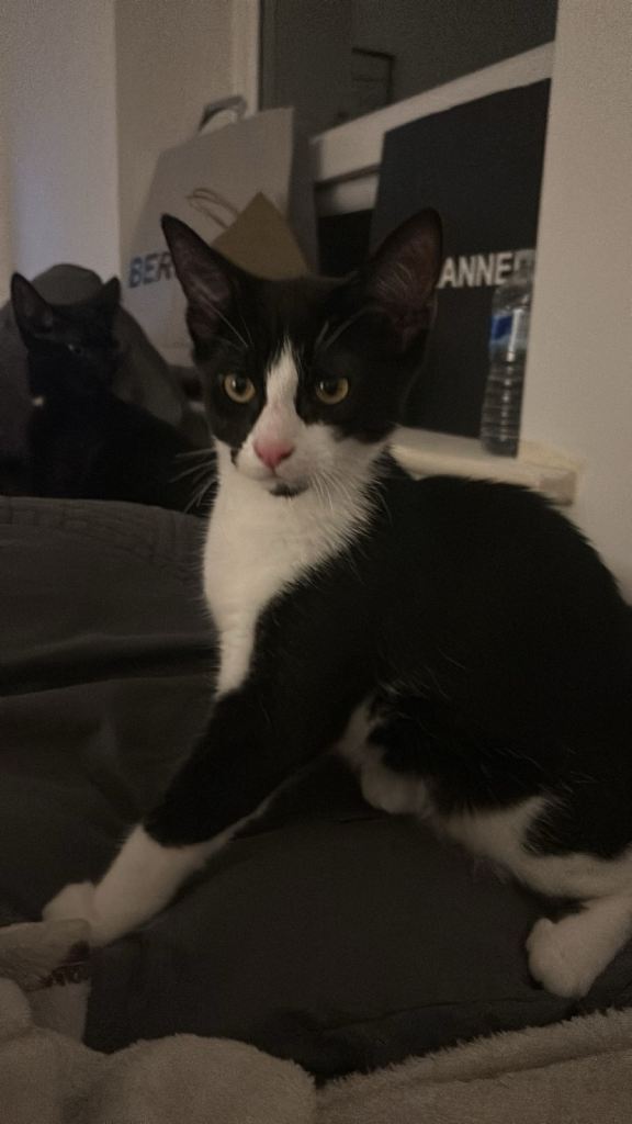 2 kittens