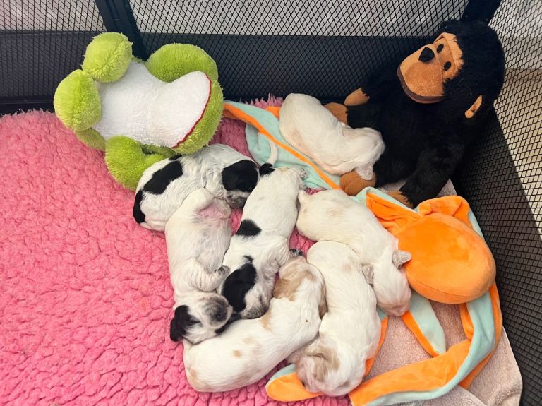 Friendly KC Registered Show Type Home reared Cocker Spaniel Puppies 