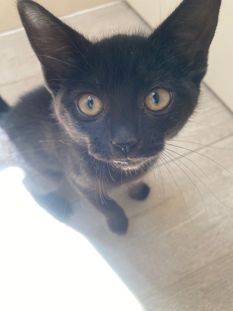 11 week old female kitten