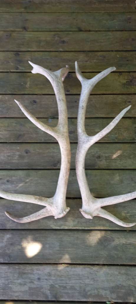 Red deer shed antlers