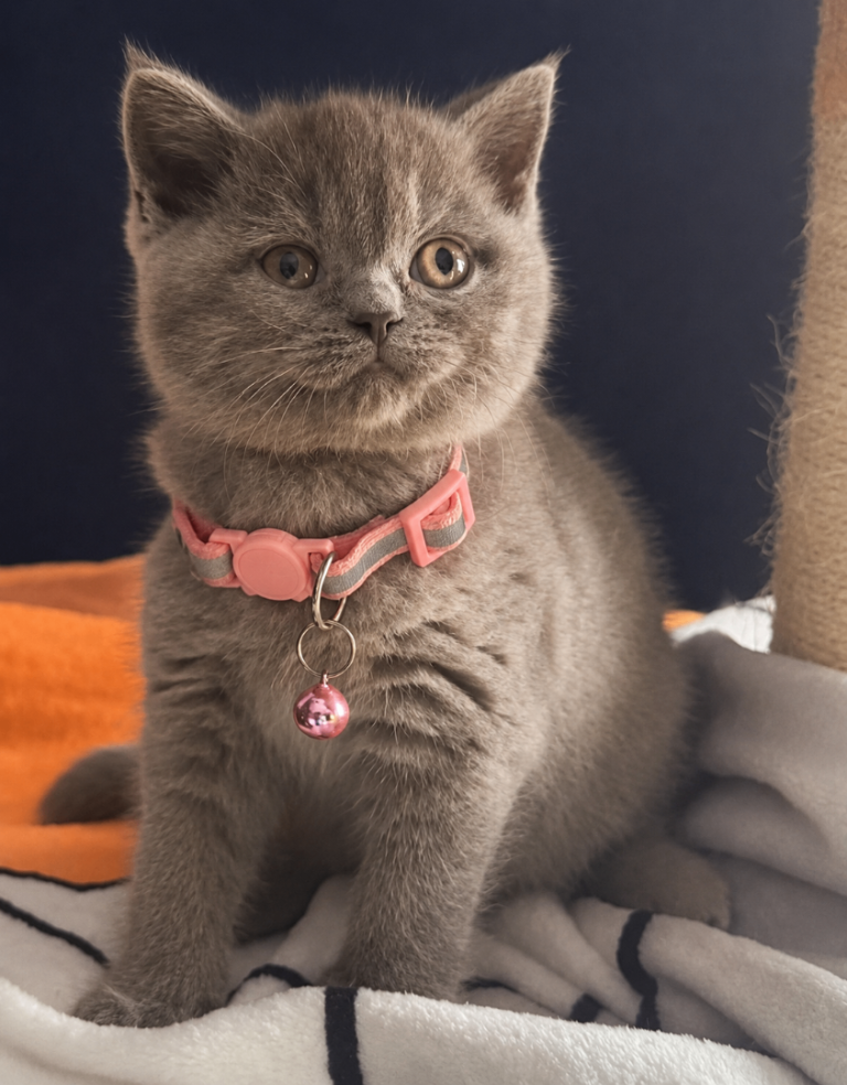 Beautiful British shorthair kittens ready for their forever homes 