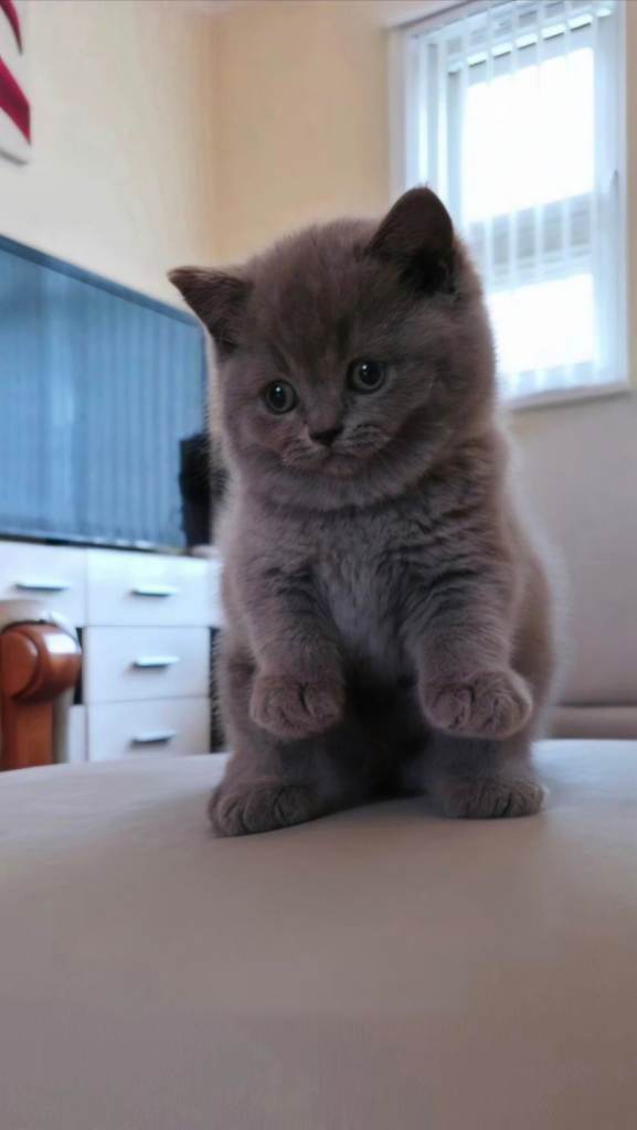 British Shorthair Kittens - Pedigree Lilac & Blue
