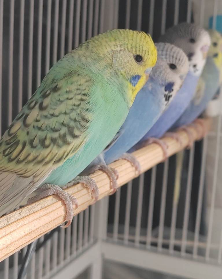 Beautiful Baby Budgies 