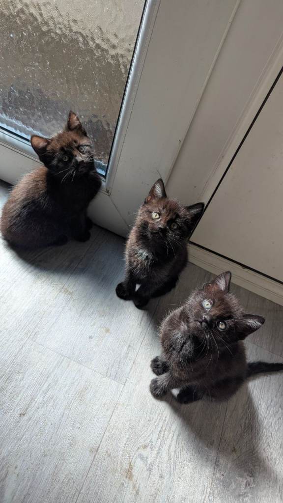 3 Kittens for Sale in Dagenham 