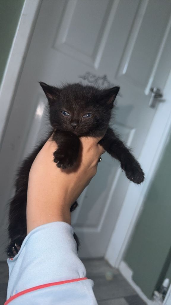 4 stunning kittens ready to leave