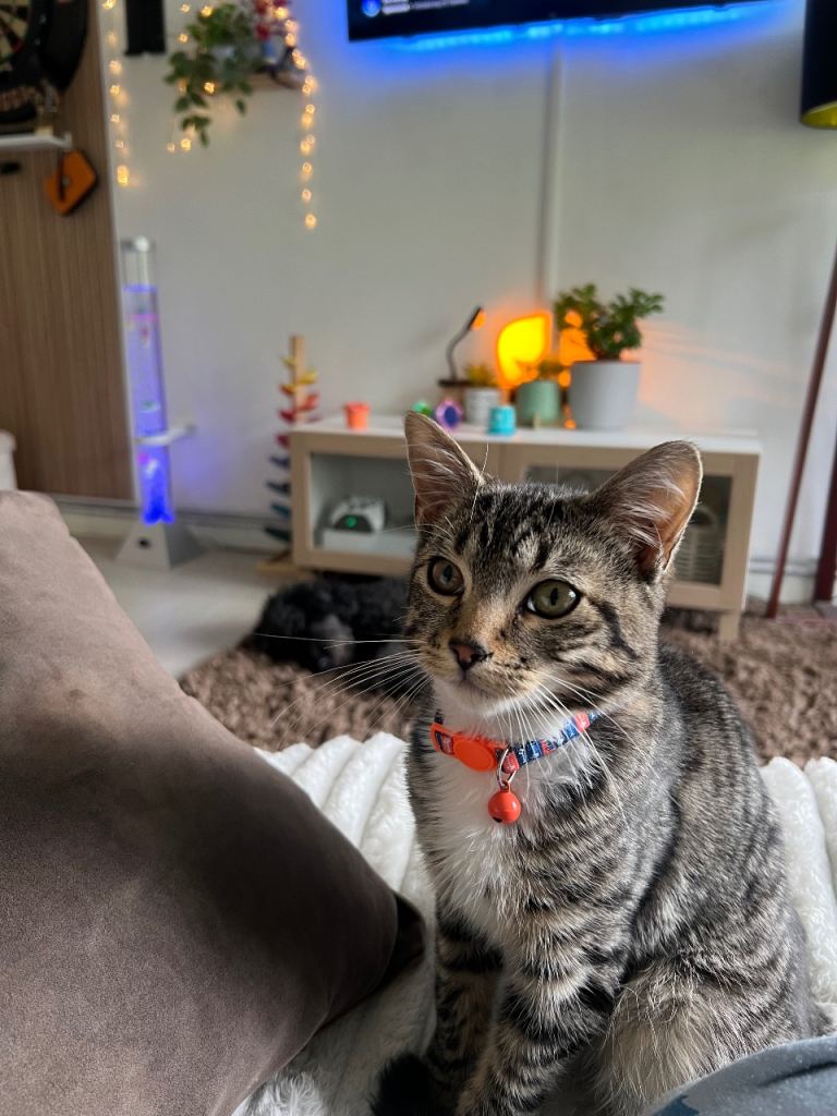 (Reserved)Tabby cat for sale